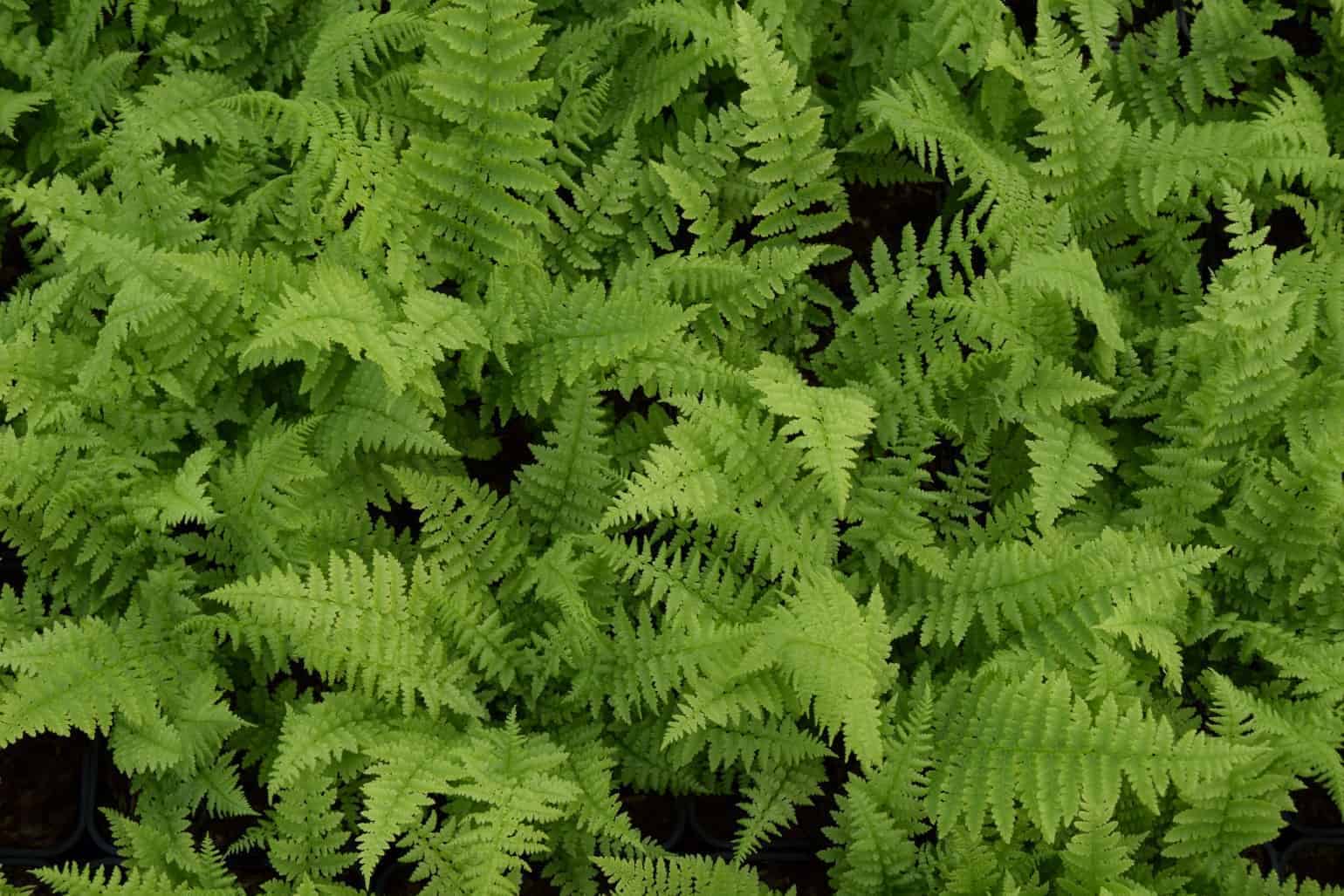 Athyrium filix-femina
